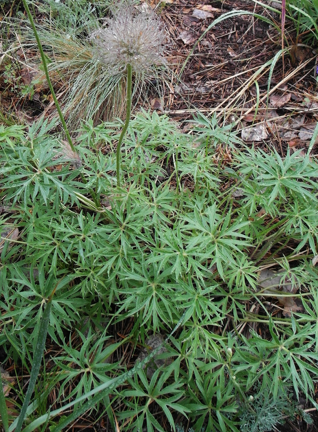 Image of Pulsatilla multifida specimen.