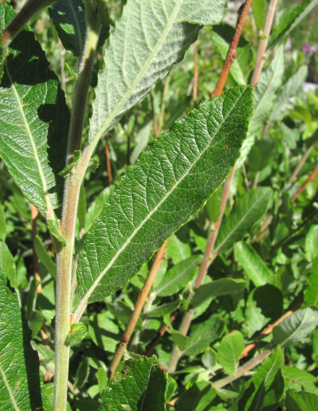 Изображение особи Salix pseudomedemii.