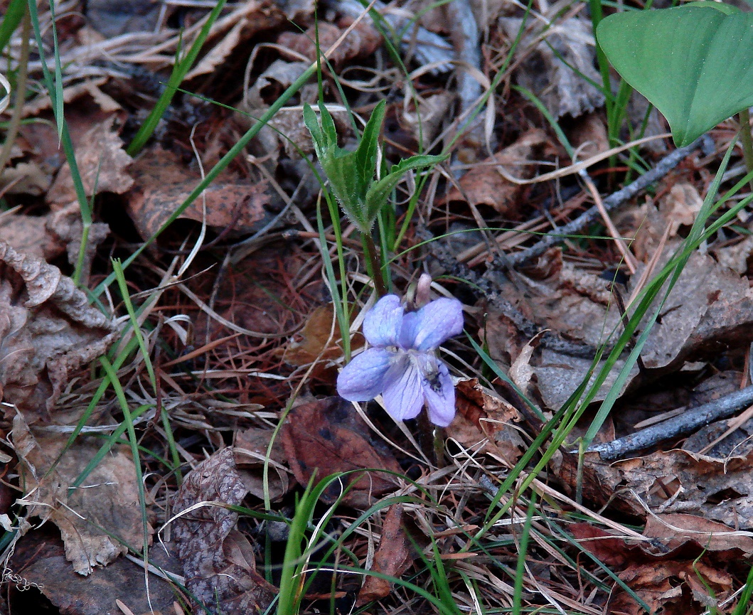 Image of Viola dactyloides specimen.