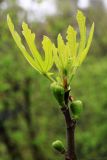 Ficus carica. Верхушка побега с молодыми листьями и развивающимися сикониями. Краснодарский край, Туапсинский р-н, долина ручья Красный Водопад, в культуре. 09.04.2013.