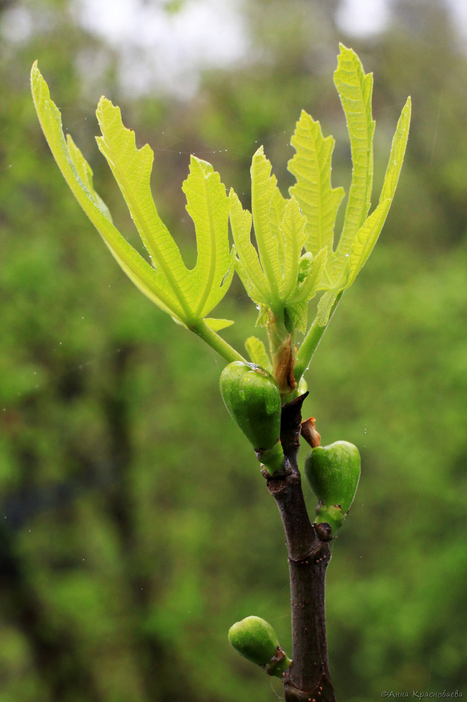 Изображение особи Ficus carica.