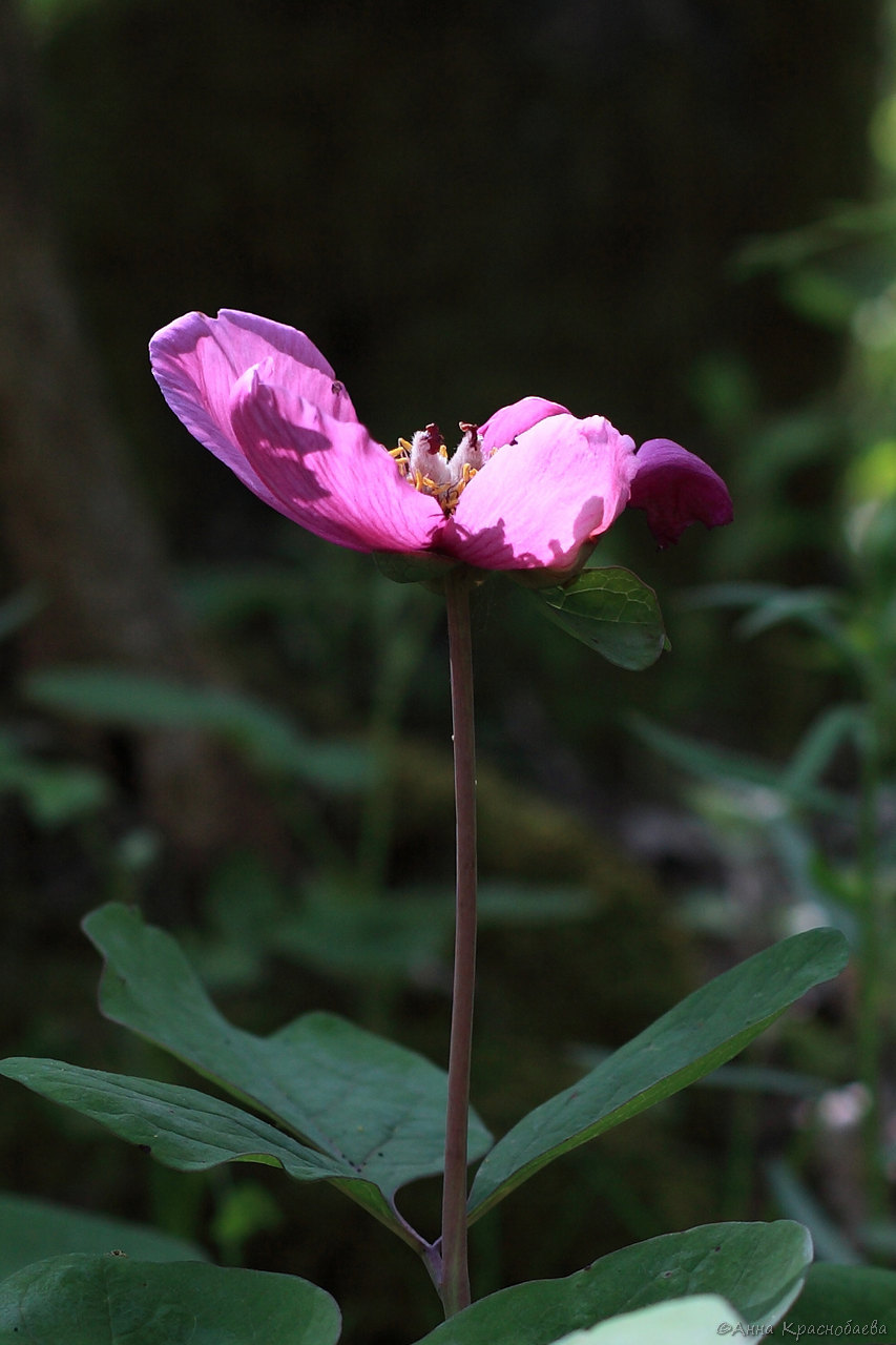 Изображение особи Paeonia caucasica.