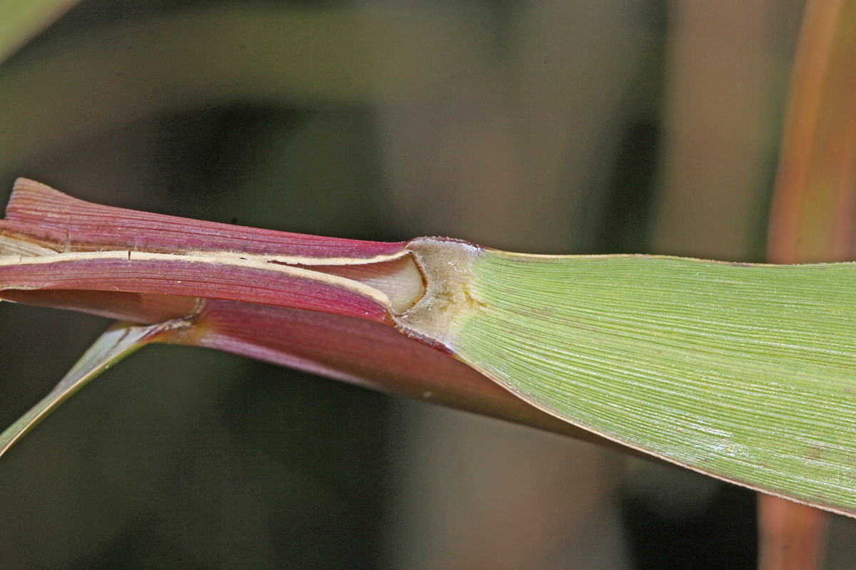 Изображение особи Phragmites japonicus.