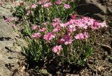 Gypsophila repens. Цветущее растение ('Rosea'). Крым, Южный Берег, Партенит, парк ЛОК \"Айвазовское\". 30.04.2018.