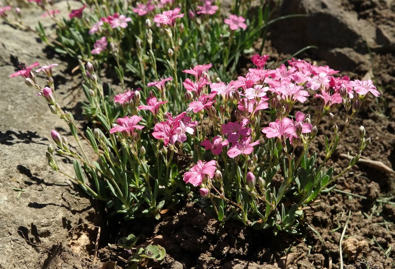 Image of Gypsophila repens specimen.