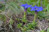 Gentiana dshimilensis