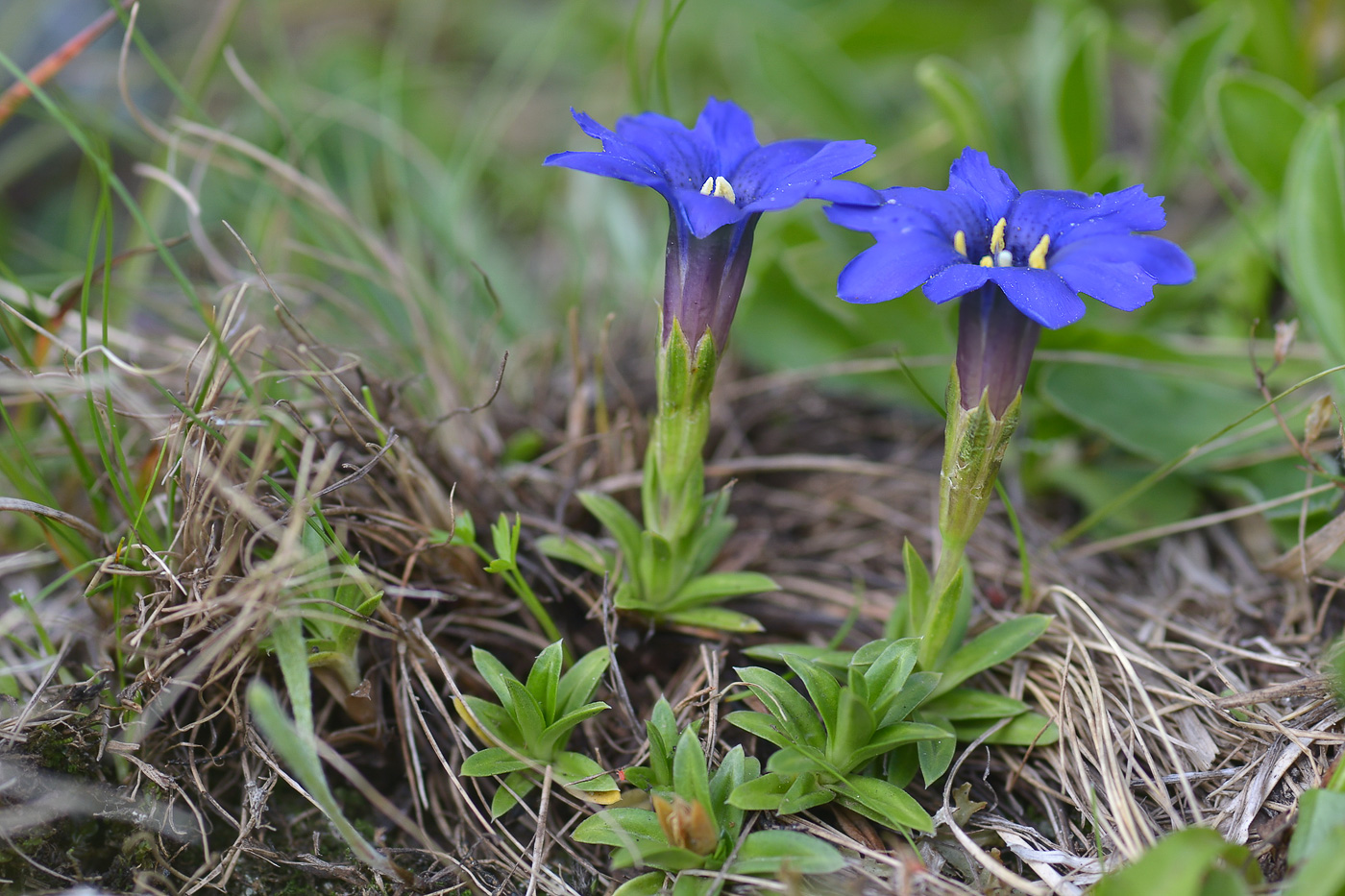 Image of Gentiana dshimilensis specimen.