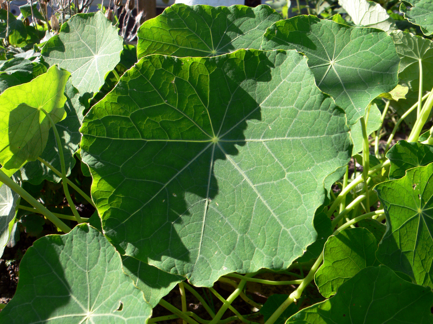 Image of Tropaeolum majus specimen.