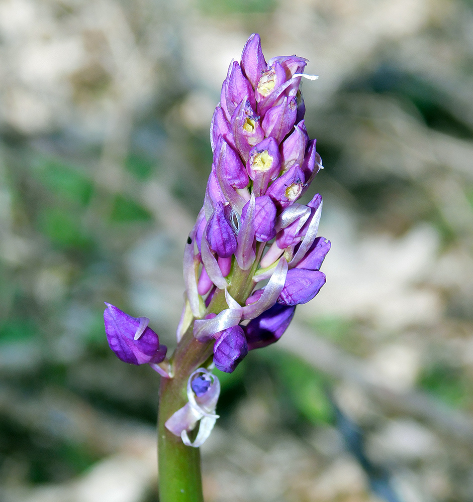 Изображение особи Orchis mascula.