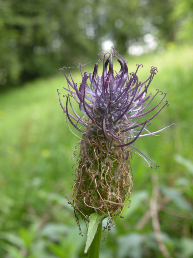 Изображение особи Phyteuma vagneri.