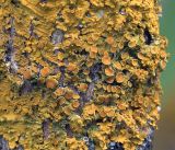 Xanthoria parietina. Слоевище с апотециями. Московская обл., Раменский р-н, окр. дер. Хрипань, садовый участок. 03.05.2019.