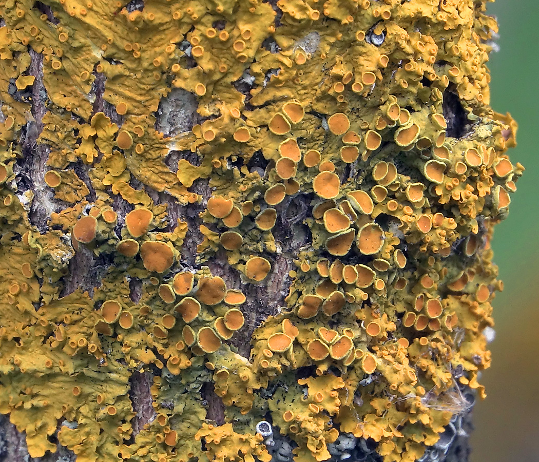 Image of Xanthoria parietina specimen.