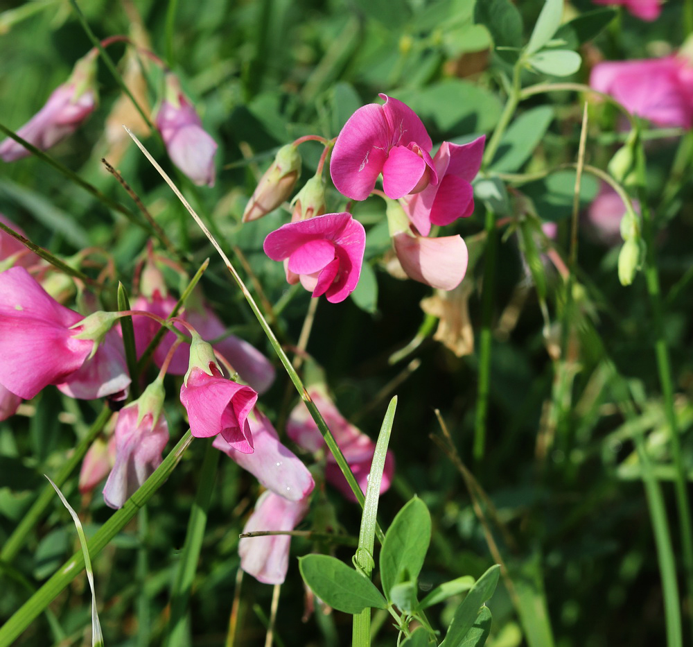 Image of Lathyrus tuberosus specimen.