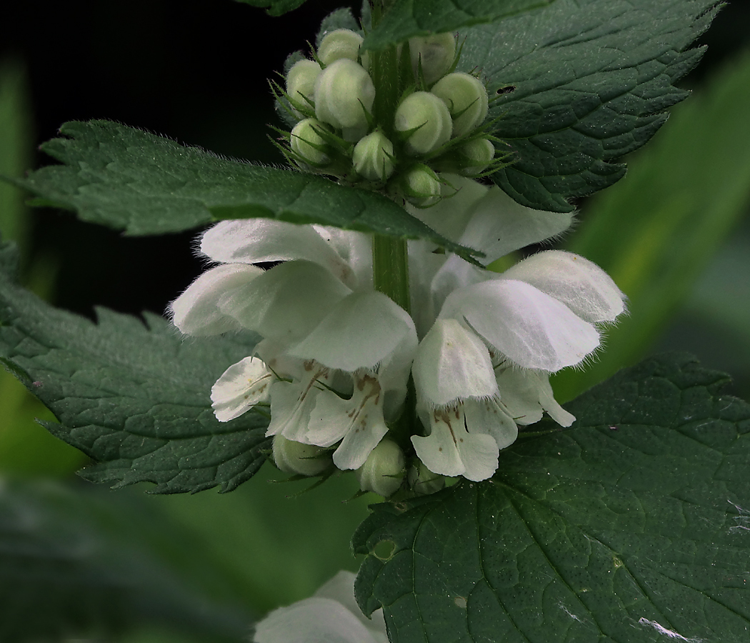 Image of Lamium album specimen.