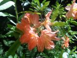 Rhododendron molle подвид japonicum. Побеги с соцветием. Тверская обл., г. Тверь, Заволжский р-н, ботанический сад ТвГУ, в культуре. 1 июня 2019 г.