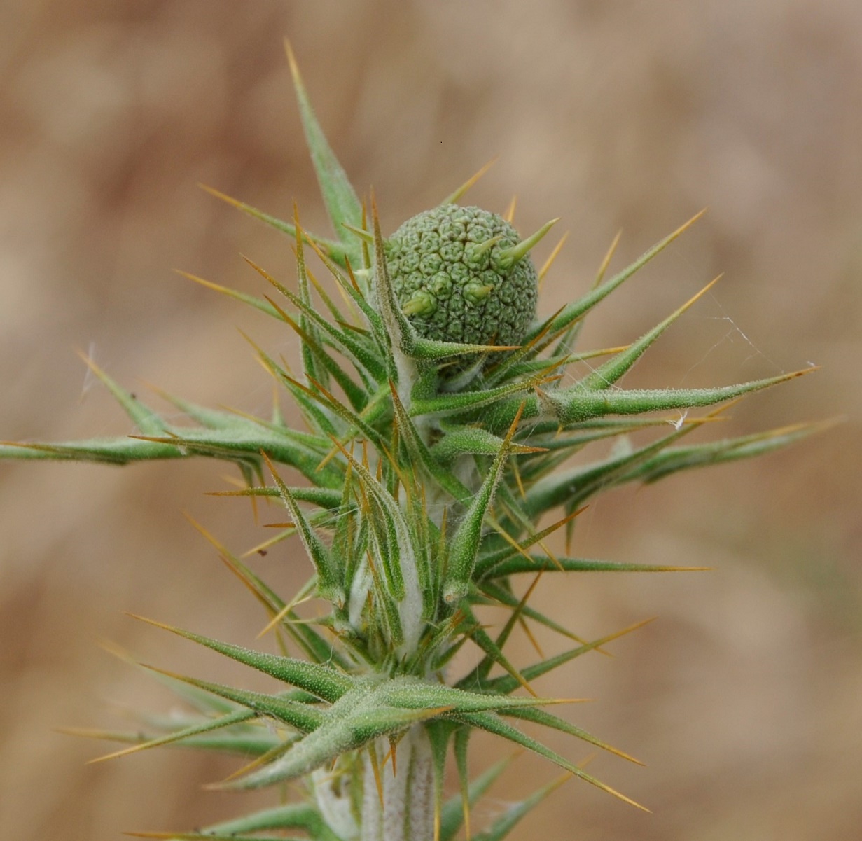 Изображение особи Echinops spinosissimus.