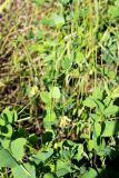 Vicia pisiformis. Верхняя часть побега с соцветиями. Волгоградская обл., Иловлинский р-н, природный парк \"Донской\"; правобережье р. Дон, днище оврага. 22.06.2019.
