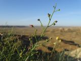 Scrophularia scoparia