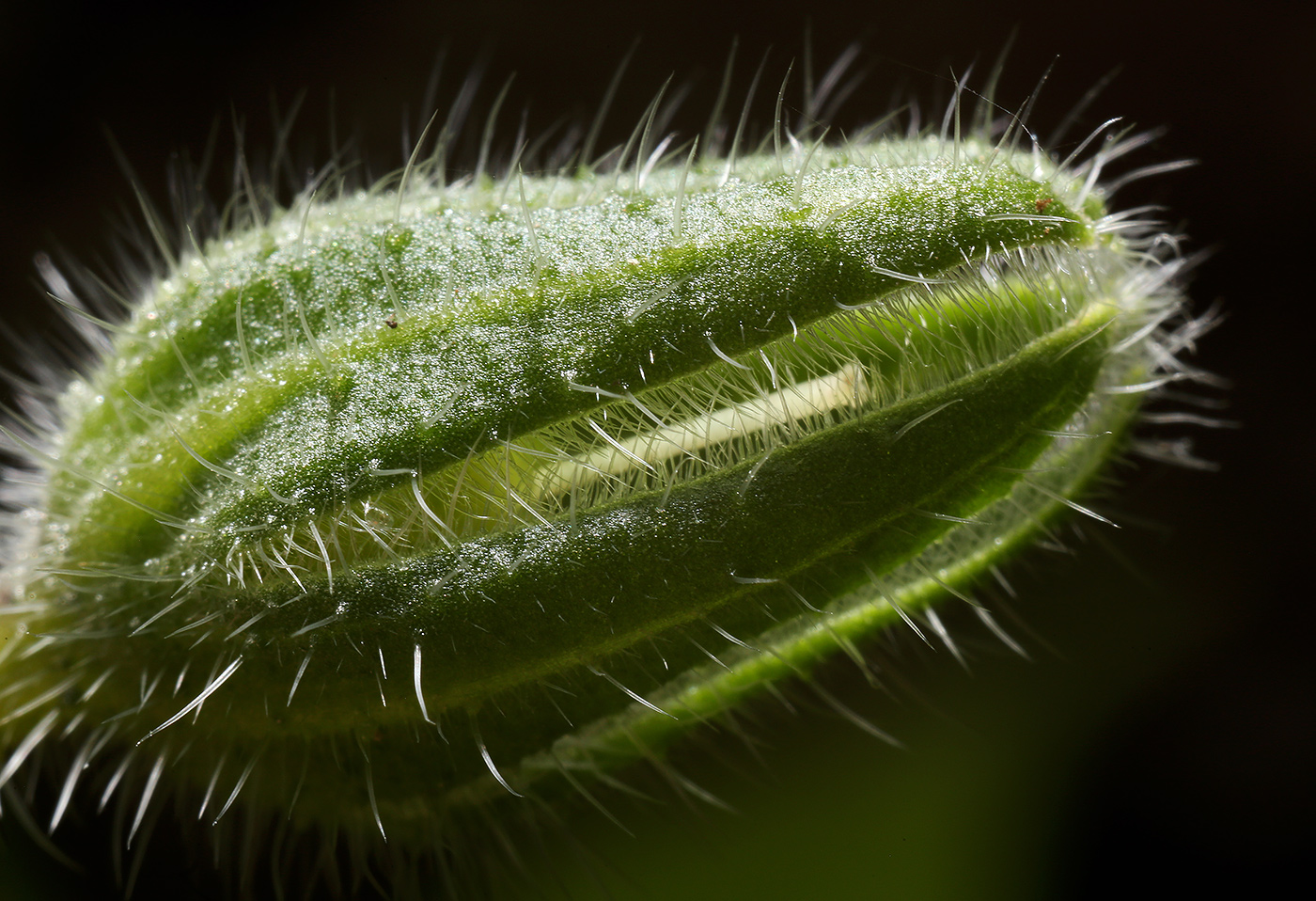 Image of Borago officinalis specimen.