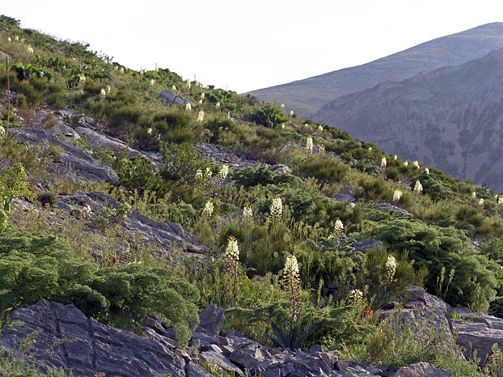 Image of Eremurus lactiflorus specimen.