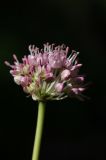 Allium turkestanicum