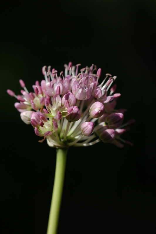 Изображение особи Allium turkestanicum.