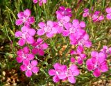 Dianthus fischeri. Верхушки побегов с цветками. Ярославская обл., г. Переславль- Залесский, в культуре. Июнь 2019 г.