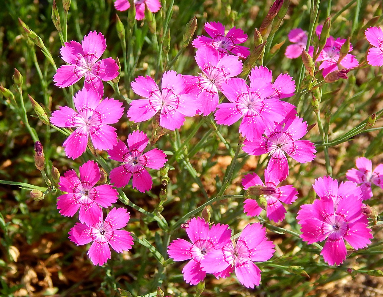 Изображение особи Dianthus fischeri.