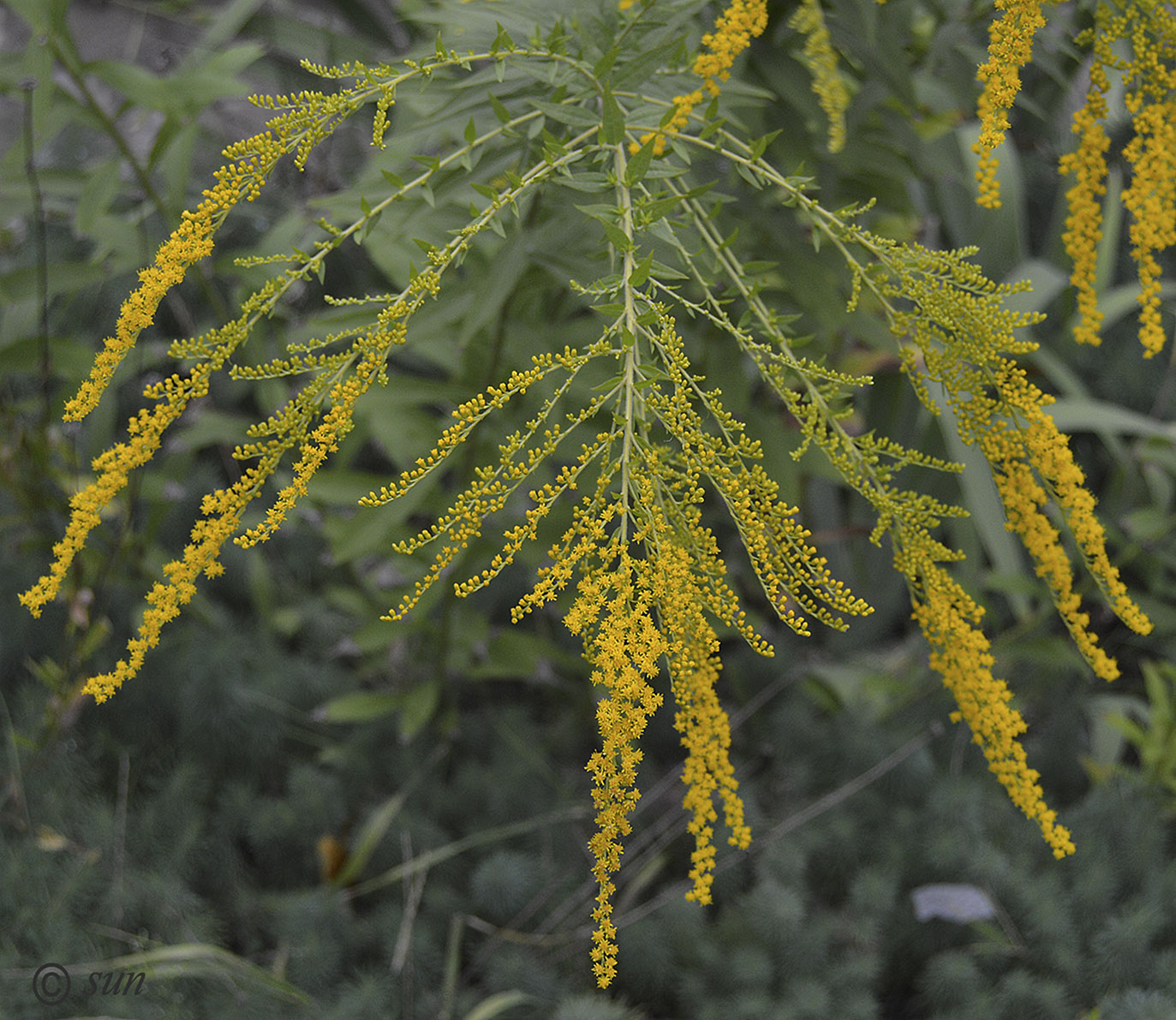 Image of Solidago canadensis specimen.
