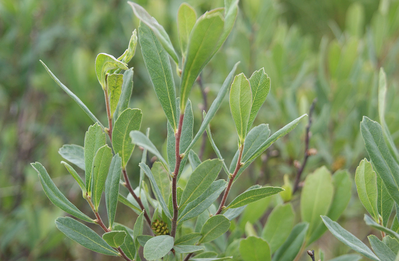 Image of Myrica tomentosa specimen.