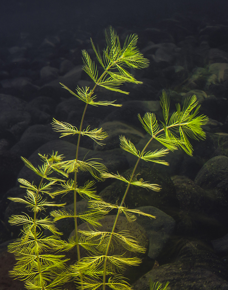 Изображение особи Myriophyllum sibiricum.