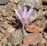 Colchicum troodi