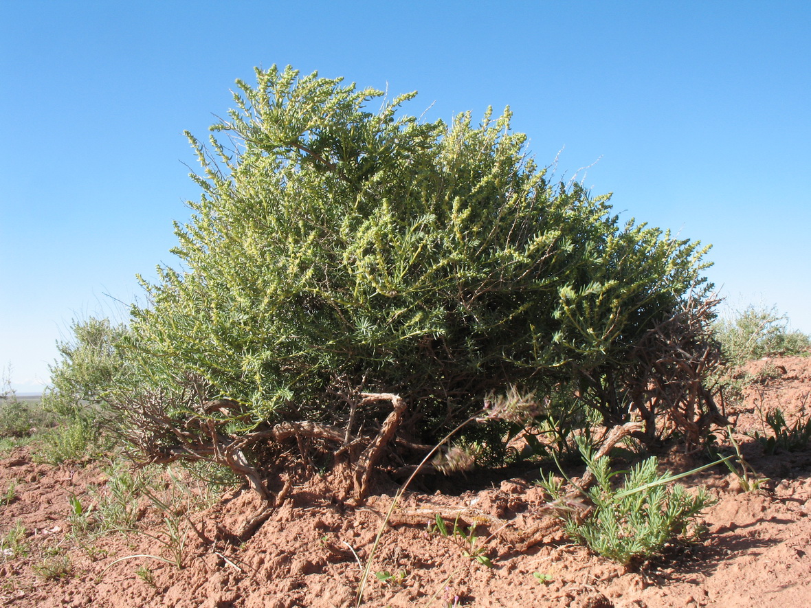 Изображение особи Suaeda microphylla.