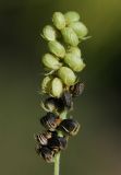 Image of taxon representative. Author is Владимир Эпиктетов