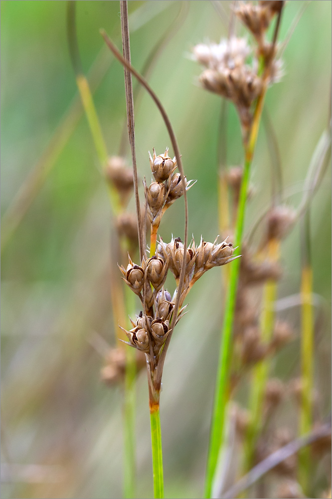 Изображение особи Juncus tenuis.