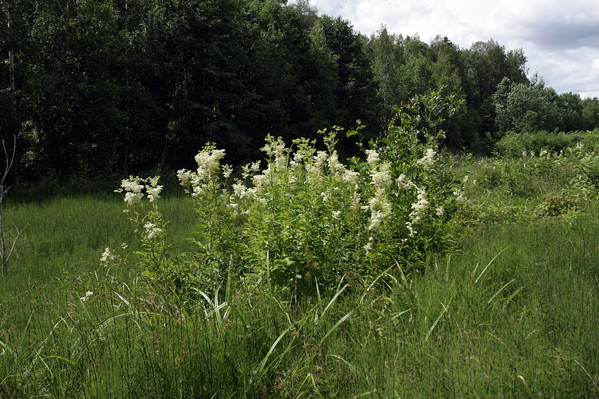 Image of Filipendula ulmaria ssp. denudata specimen.