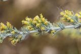 Artemisia santonicum. Часть соцветия. Ростовская обл., Мясниковский р-н, окр. хут. Недвиговка, ур. Каменная балка, каменистый склон. 18.10.2019.