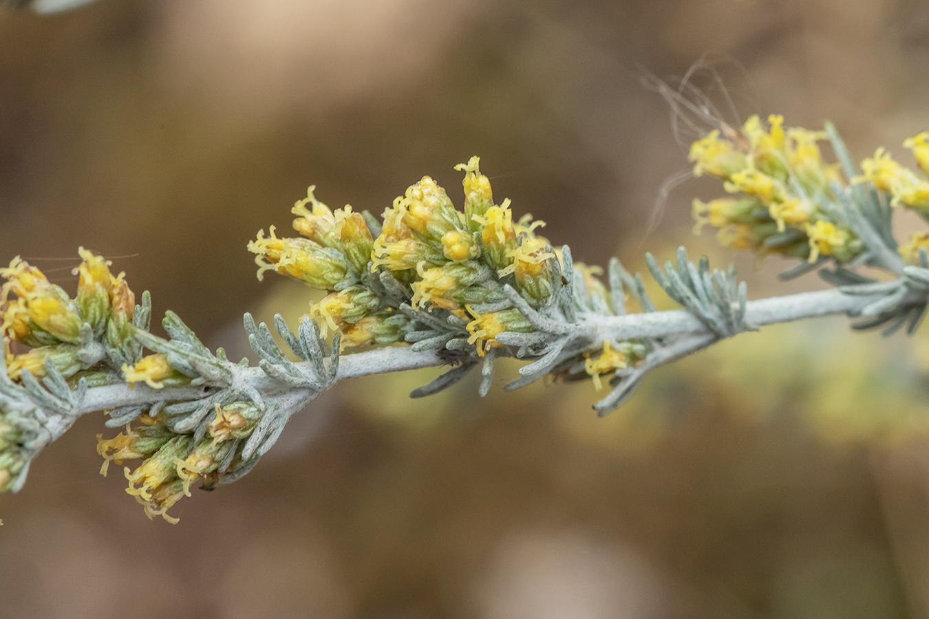 Изображение особи Artemisia santonicum.