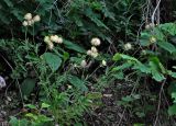 genus Anthyllis