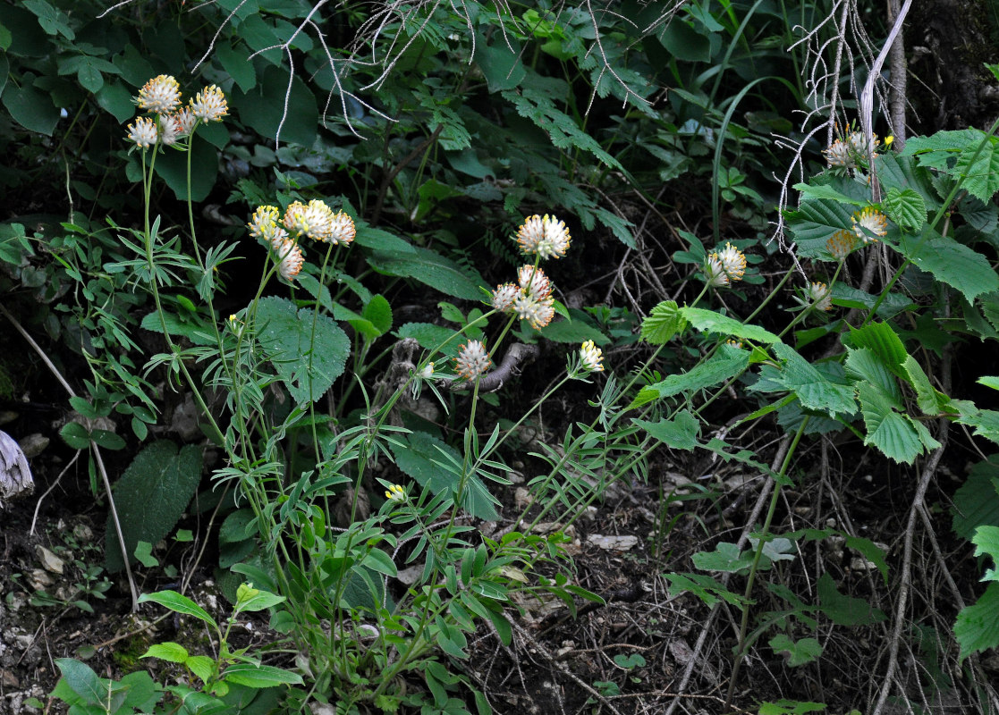 Image of genus Anthyllis specimen.