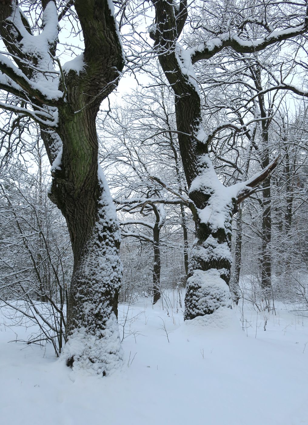 Image of Quercus robur specimen.