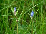 Gentiana triflora. Верхушки расцветающих растений. Иркутская обл., Слюдянский р-н, окр. мыса Шаманский, обочина тропы между склоном сопки и заливным лугом. 02.08.2019.