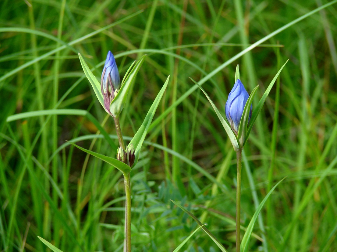 Изображение особи Gentiana triflora.