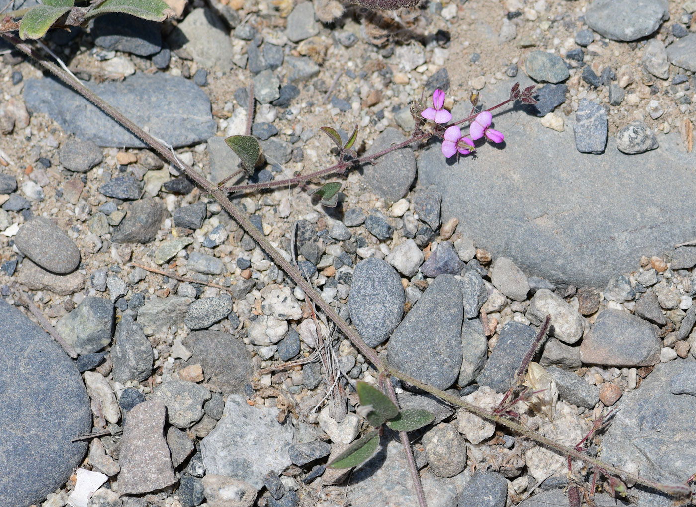 Image of Desmodium scorpiurus specimen.