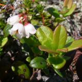 Vaccinium vitis-idaea