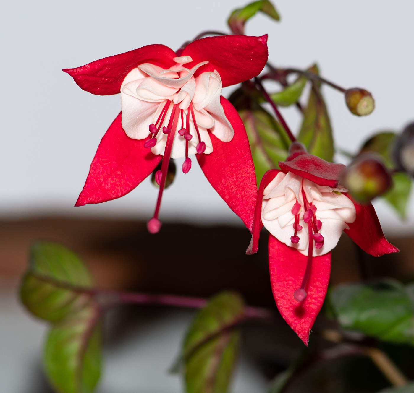 Изображение особи род Fuchsia.