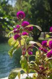 Gomphrena globosa