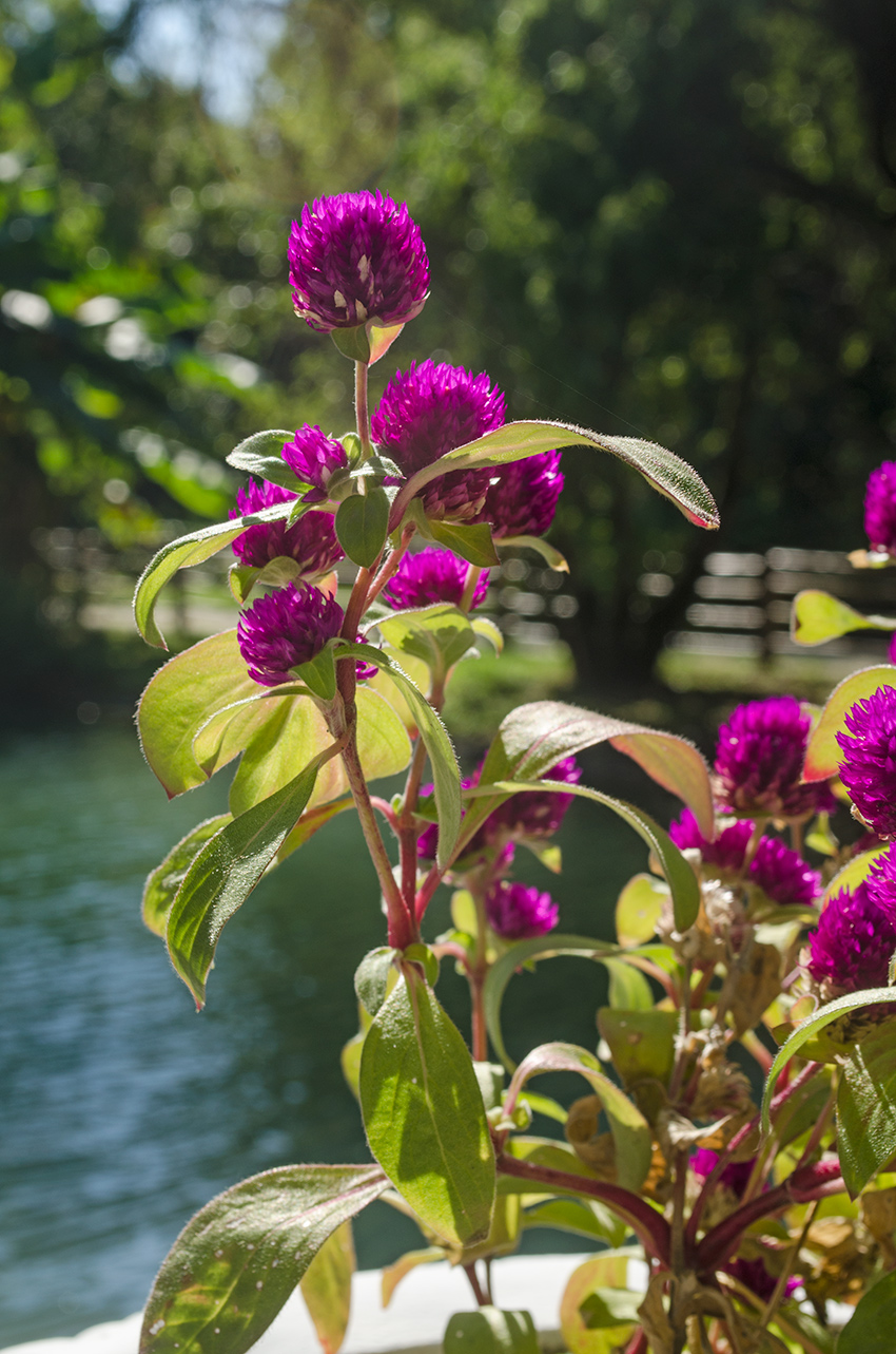 Image of Gomphrena globosa specimen.