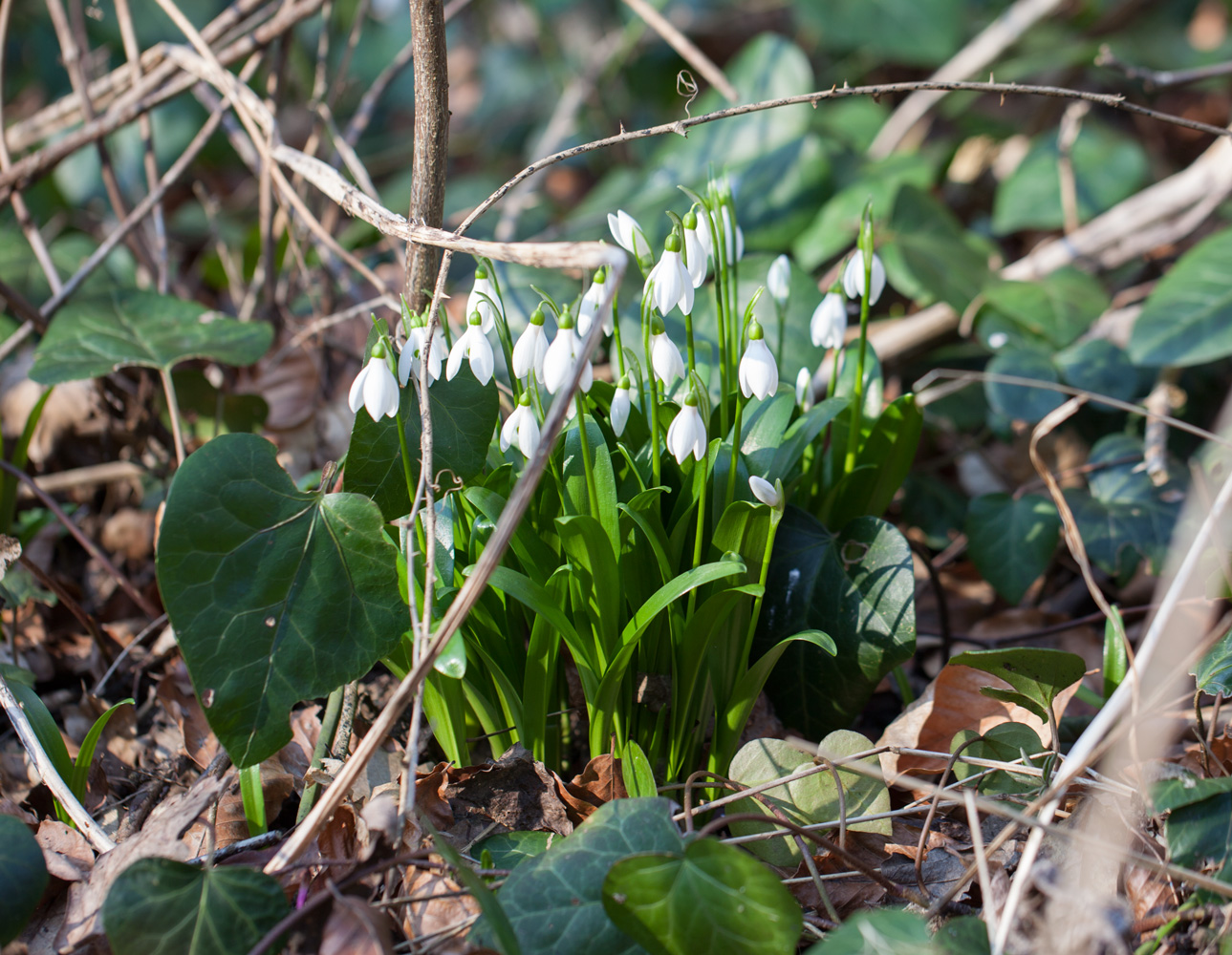 Image of Galanthus woronowii specimen.