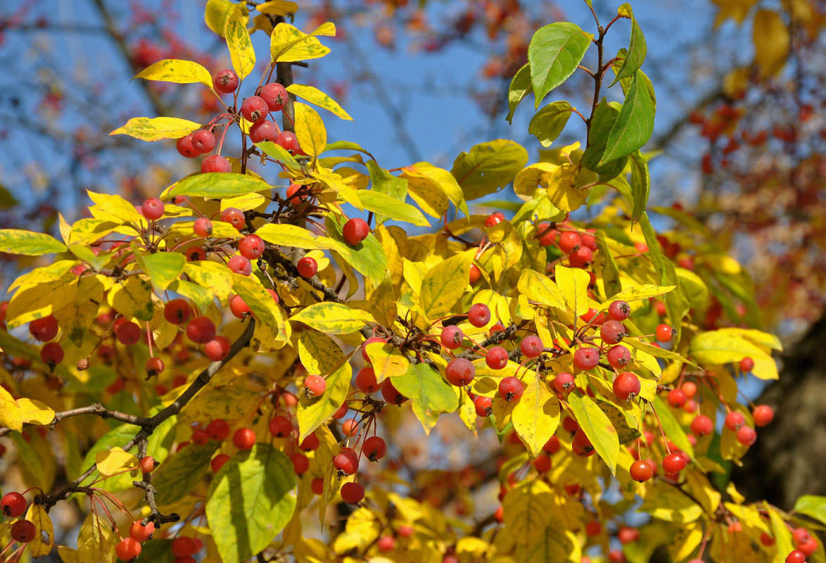 Image of Malus baccata specimen.